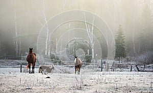 Horses in their corral on a frosty November morning.