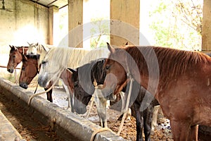 Horses in their stable