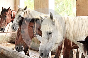 Horses in their stable