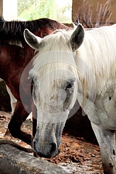 Horses in their stable