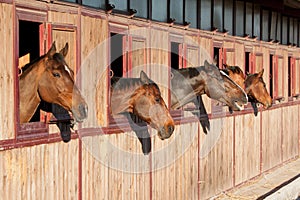 Horses in their stable photo