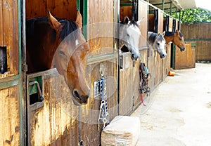 Horses in Their Stalls