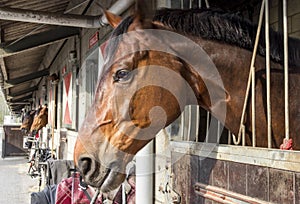 Horses in their stalls