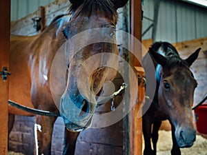 Horses in their stalls