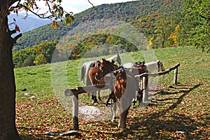 Horses tied to hitching post