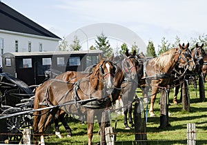 Horses tied to a parking place