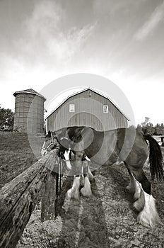 Horses tied to a post