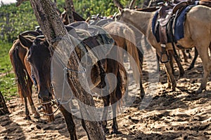 Horses tied to a tree 2