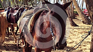 Horses tied to a tree 2