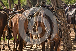 Horses tied to a tree 4