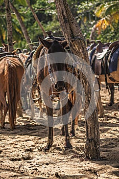 Horses tied to a tree 5