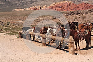 Horses Tied up with mountains photo