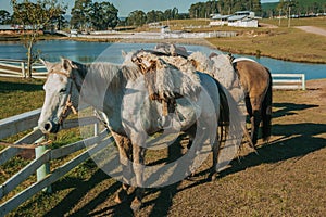 Horses tied on wooden fence with typical saddle