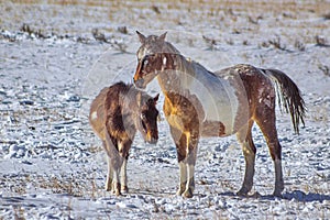 Horses Together In A Snowy Field