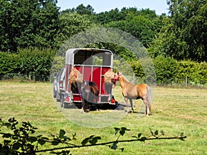 Horses by trailer