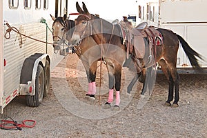 Horses and trailer