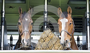 Horses in a trailer