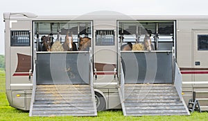 Horses in a trailer