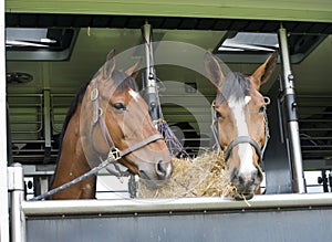 Horses in a trailer