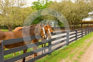 Horses at a training farm in ocala photo