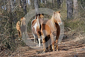 Horses in the Trees on Assateague Island