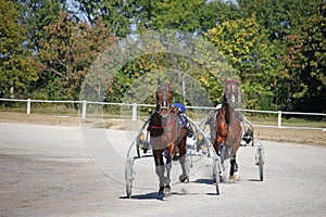 Horses trotter breed harness racing