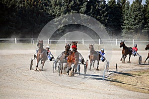 Horses trotter breed in harness racing