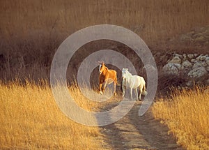 Horses trotting