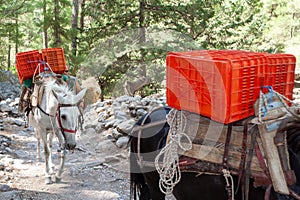 The horses trudged up the mountain path, carrying heavy loads on their backs as they moved steadily forward