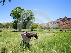 Horses in Tupiza, Bolivia photo