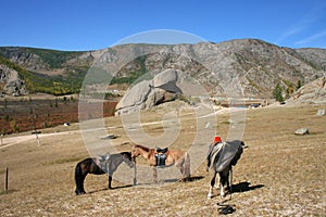 Horses at Turtle Rock