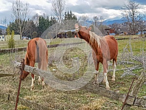 Horses two brown in a meadow