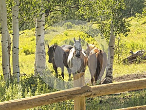 Horses under aspen
