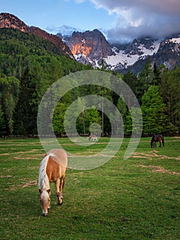 Horses under the Martuljek mountains