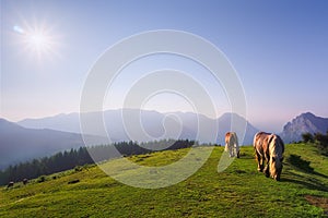 Horses in Urkiola mountains