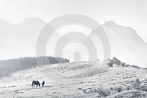 Horses in Urkiola mountains on hazy day