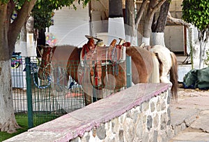 Horses used for tourists to take photos on the boardwalk of Lake Chapala photo