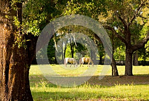 Ponies in a paddock at a training facility in florida photo