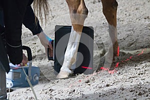 Horses veterinarian research with x-ray in a crippled horse. horse can no longer walk