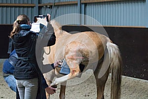 Horses veterinarian research with x-ray in a crippled horse. horse can no longer walk