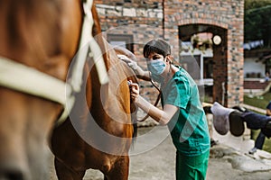 Horses and veterinary job