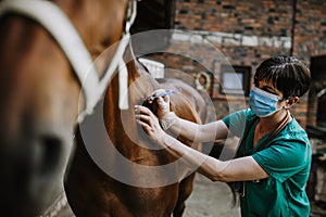 Horses and veterinary job