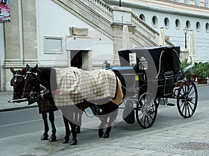 Horses in Vienna