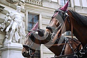 Horses in Vienna