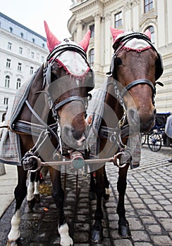 Horses in Vienna.