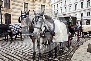 Horses in Vienna.