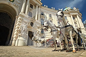 Horses in Vienna, Austria