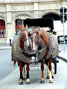 Horses in ViennaII