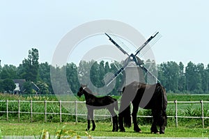 Horses in the village of Marrum