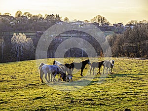 Horses in a village meadow. photo